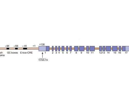 国内代孕的中介有哪些,第三代试管婴儿总共费用多少？学会辨别很重要